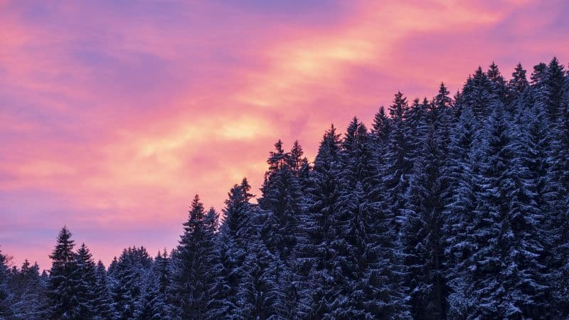 Snow covered Tall Trees Wallpaper