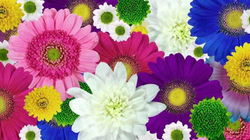 Colorful flowers Daisies Wallpaper