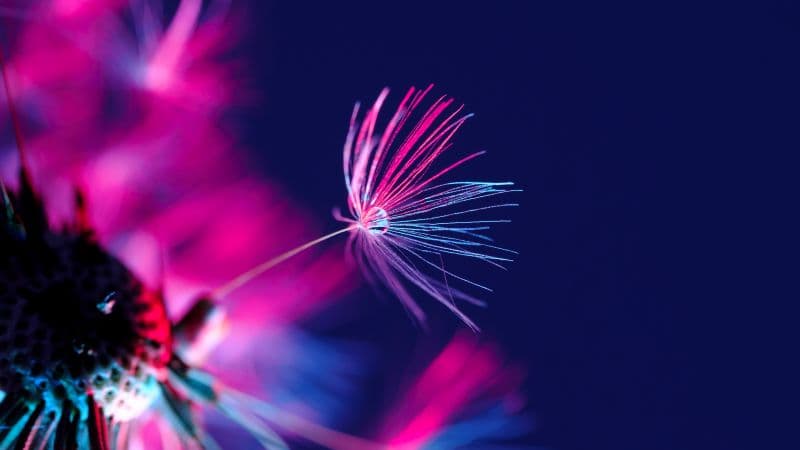 Dandelion seeds Dandelion flower Wallpaper