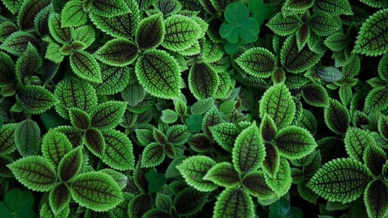 Green leaves Aesthetic Wallpaper