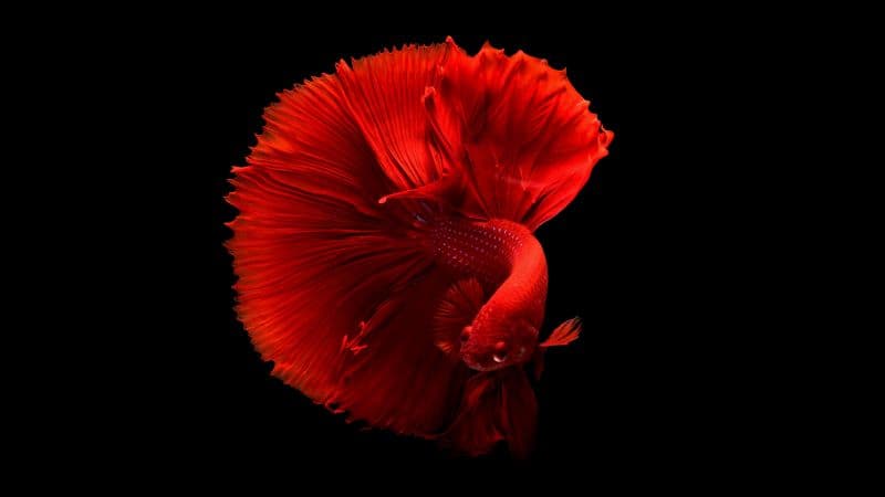 Red fish Underwater Wallpaper
