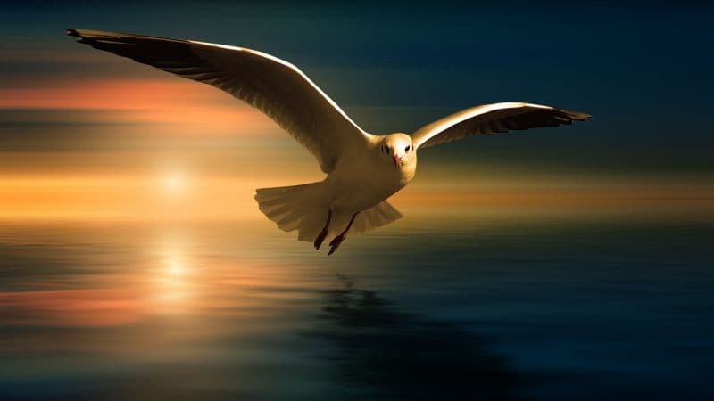 Seagull White Birds Wallpaper