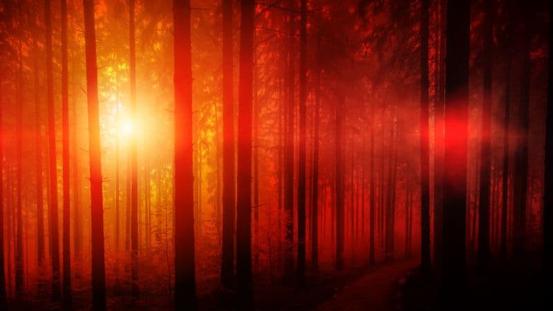 Dark Forest Sun light Wallpaper