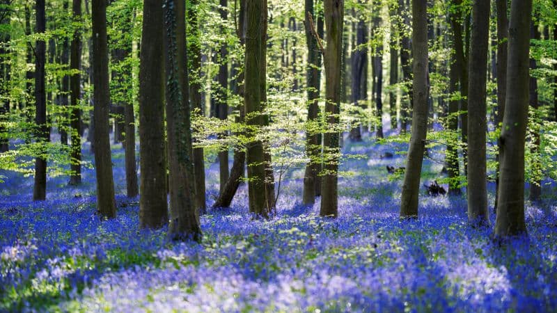Forest Woods Wallpaper