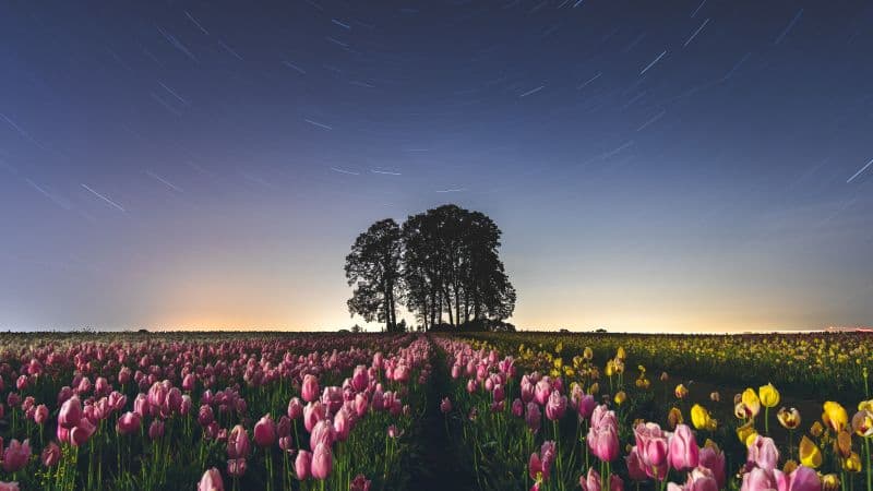 Tulip Field Star Trails Wallpaper