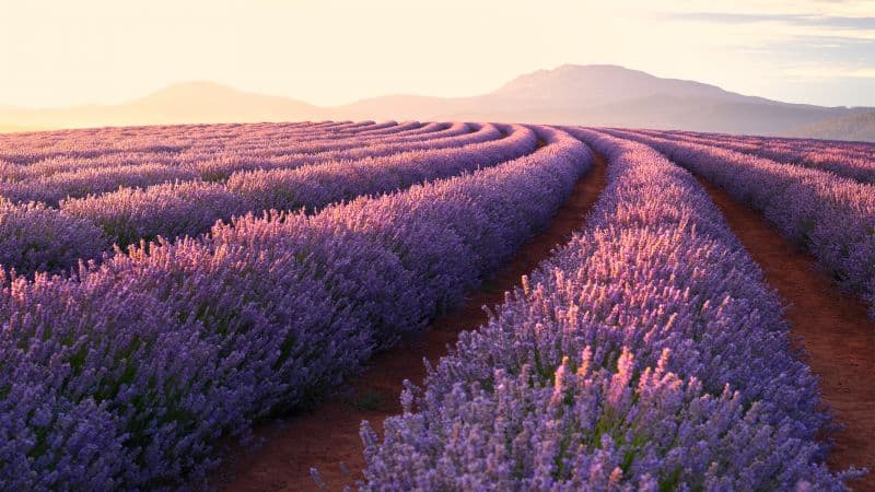 Lavender fields Lavender flowers Wallpaper