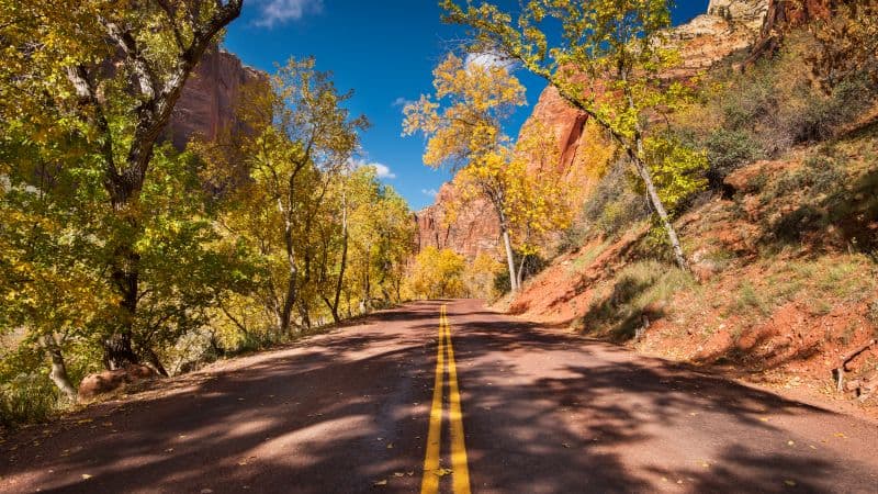 Open Road Autumn trees Wallpaper