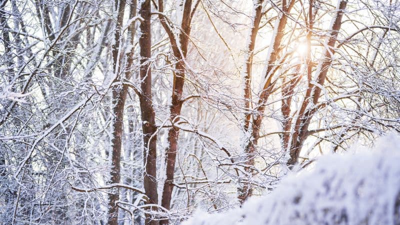Snow covered Forest Wallpaper
