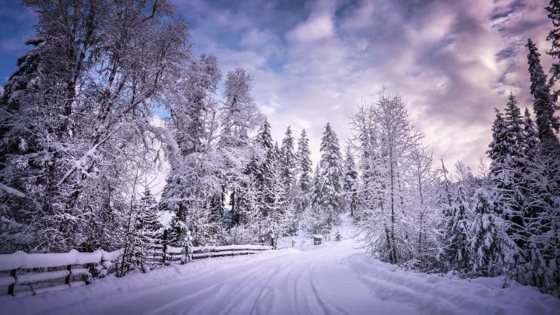 Snowy Trees Winter Road Wallpaper
