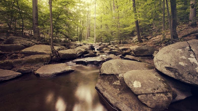 Inside Forest Green Trees Wallpaper