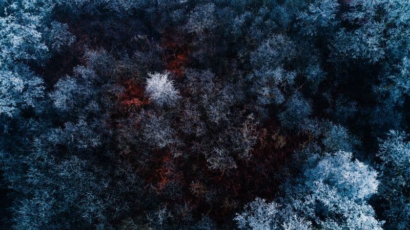 Winter forest Aerial view Wallpaper