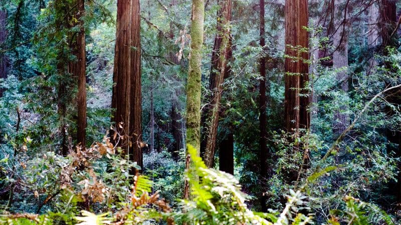 Muir Woods California Wallpaper