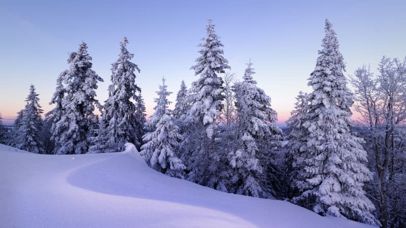 Winter Snow Wallpaper