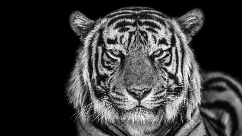 Tiger Monochrome Wallpaper
