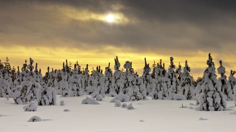 Snowy Trees Landscape Wallpaper