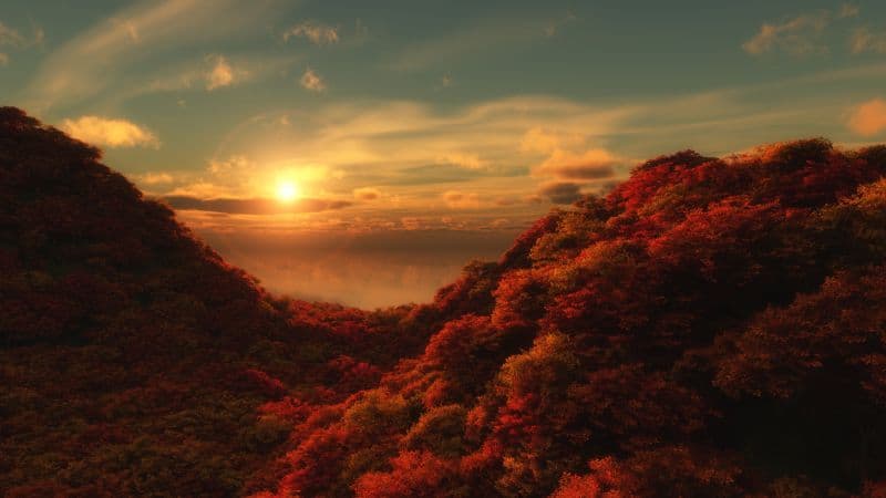 Red Trees Sunrise Wallpaper