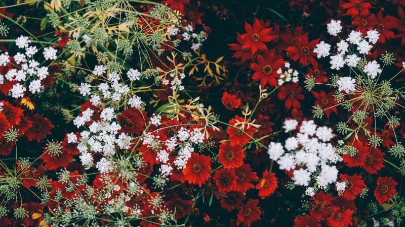 Red flowers White flowers Wallpaper
