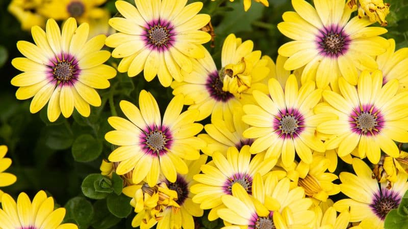 Daisies Yellow flowers Wallpaper