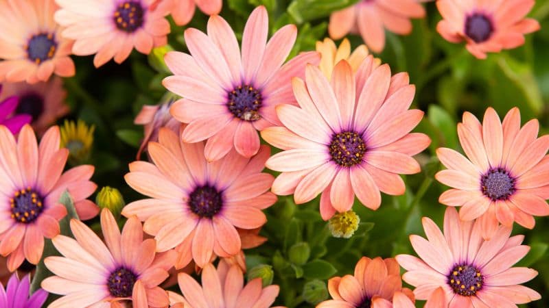 Pink Daisies Floral Background Wallpaper