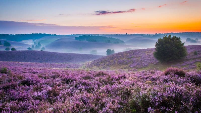 Lavender farm Purple Wallpaper