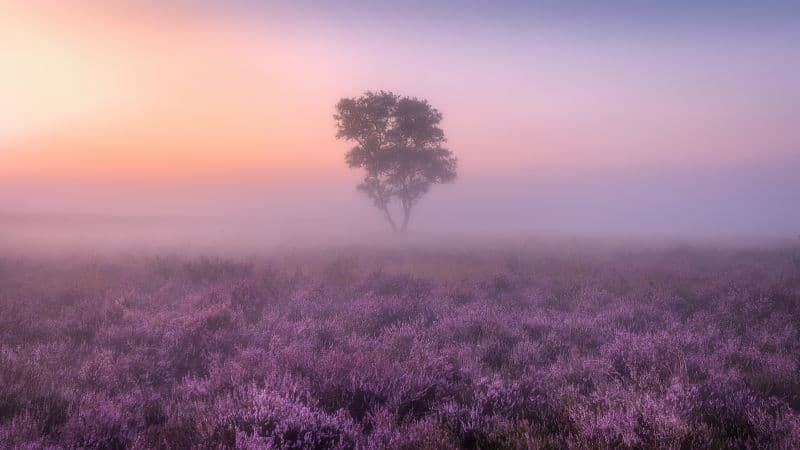 Lavender fields Purple Wallpaper