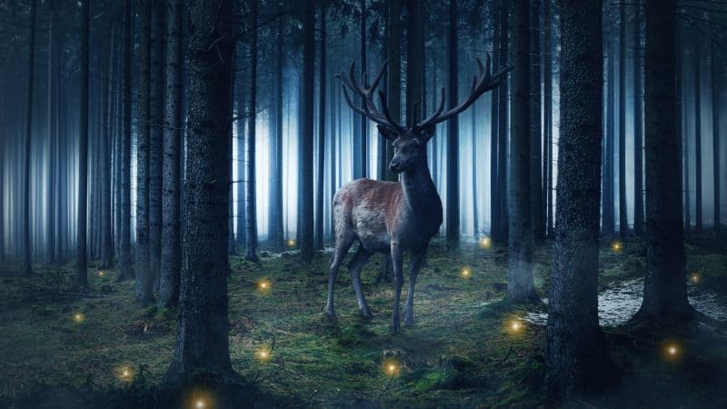 Hirsch Wild animal Wallpaper