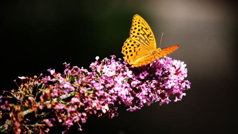 Fritillaries Butterfly Wallpaper