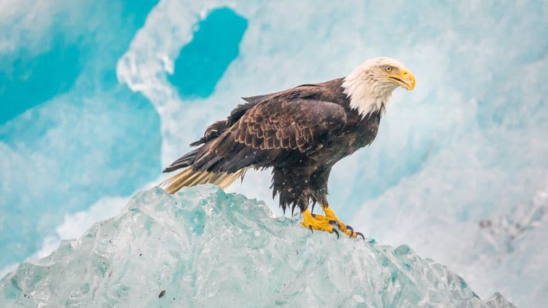 Eagle Iceberg Wallpaper