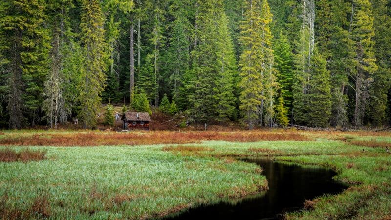 Timothy Lake Forest Wallpaper