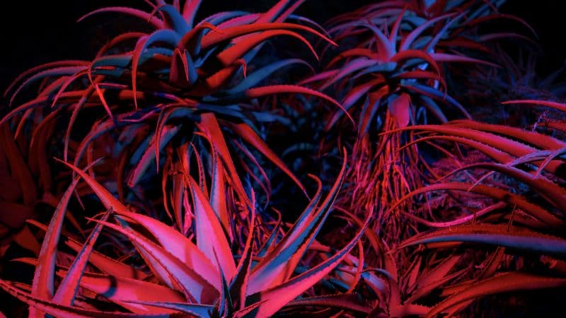 Aloe vera Succulent Wallpaper