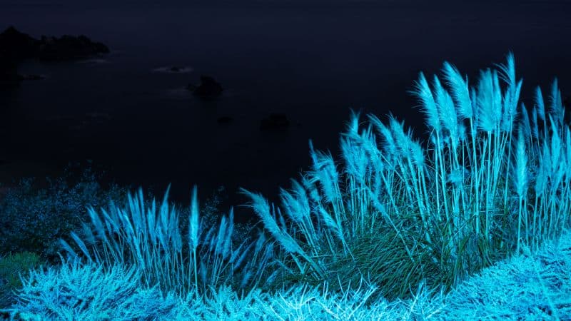 macOS Big Sur Infrared Wallpaper