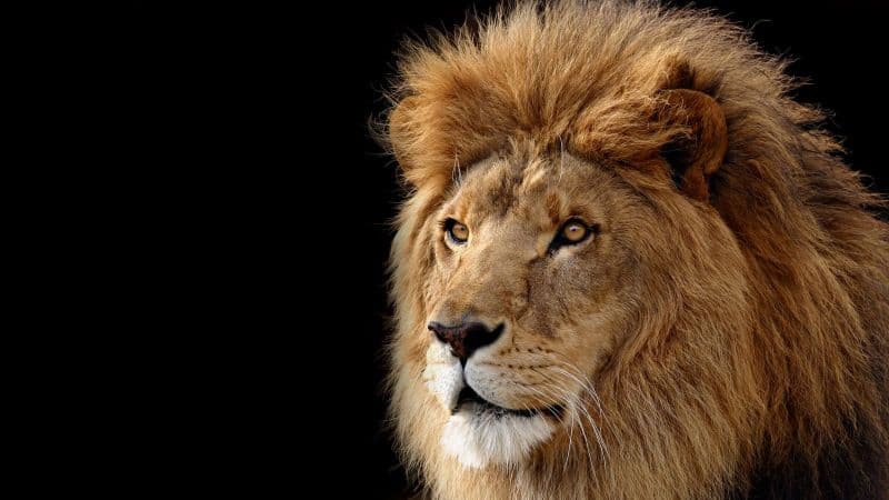 Mac OS X Lion Lion Wallpaper