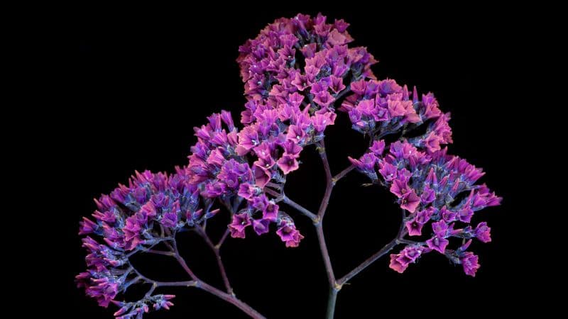 Pink flowers macOS Mojave Wallpaper