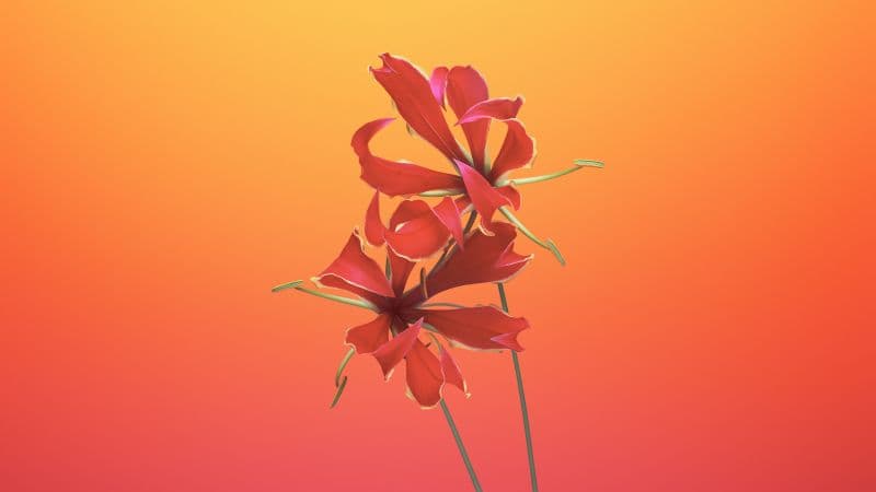 Flame lily Floral Wallpaper