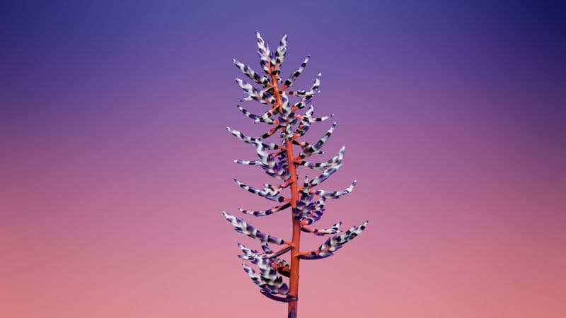 macOS Mojave Stock Wallpaper