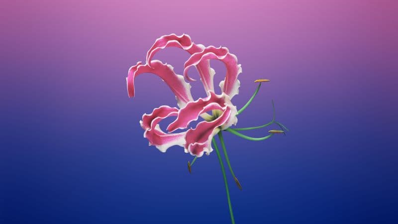 macOS Mojave Floral Wallpaper