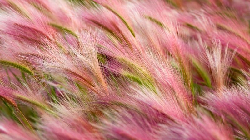 Foxtail Barley Aesthetic Wallpaper