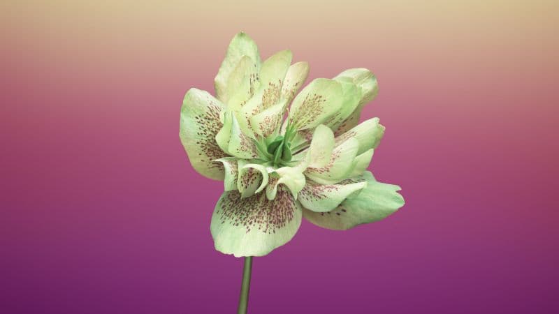 Floral Gradient background Wallpaper