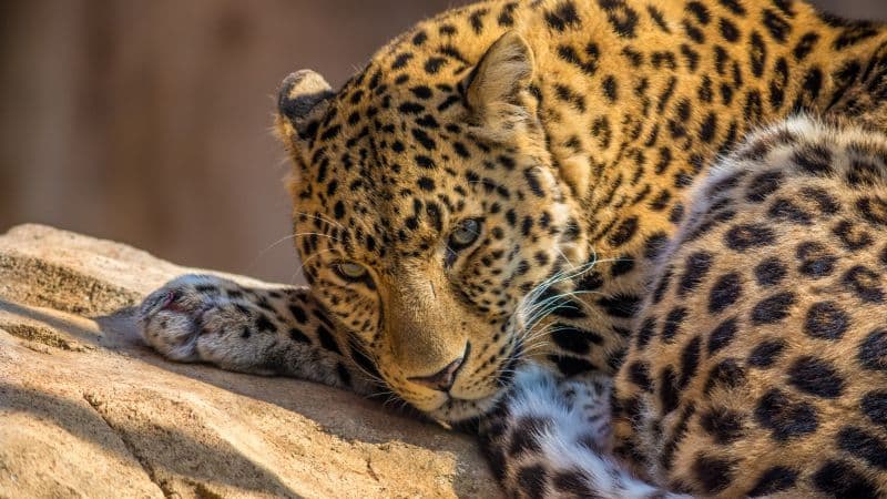 Leopard 5K Wallpaper