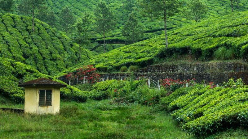 Tea Estate Hill Station Wallpaper