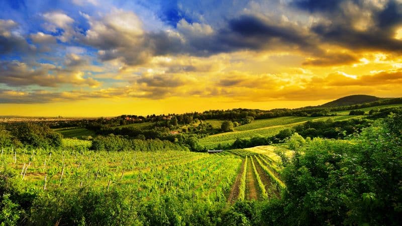 Kahlenberg hills Vienna Wallpaper