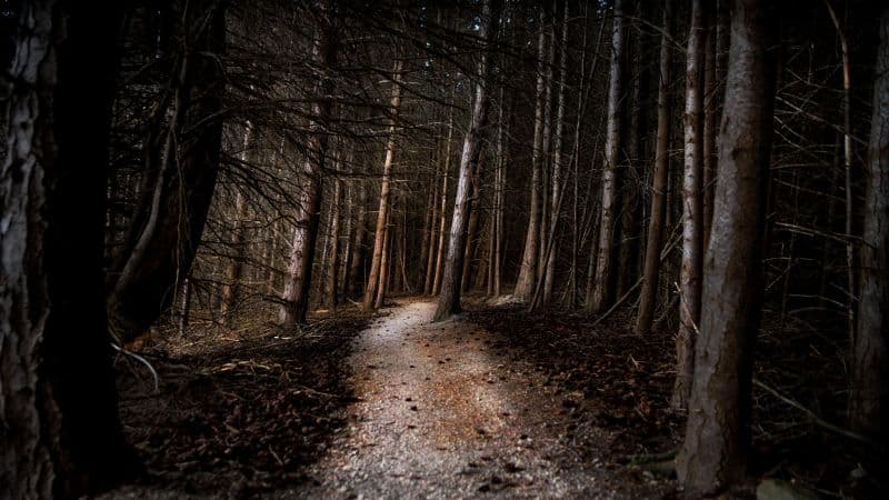 Thick forest Woods Wallpaper