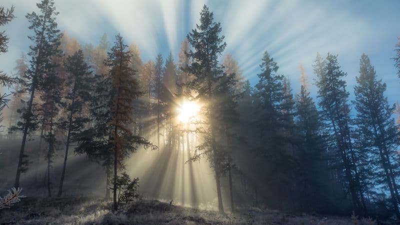 Foggy sunset Forest Wallpaper