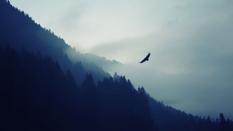 Eagle Foggy Wallpaper