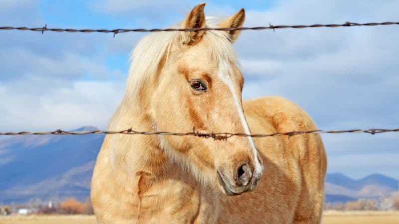 Horse Closeup Photography Wallpaper