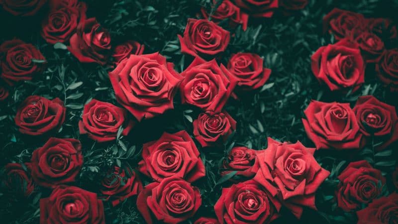 Red Roses Floral Background Wallpaper