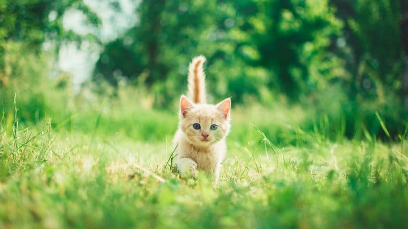 Kitten Cute Kitten Wallpaper