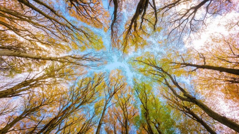Tree Canopy Branches Wallpaper