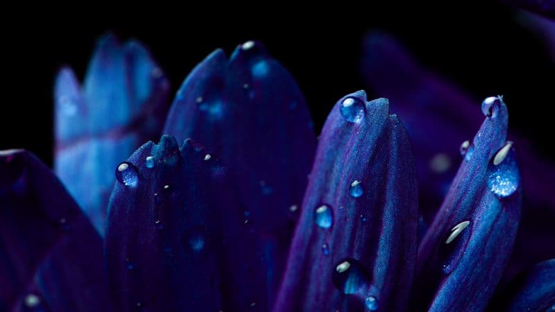 Blue flower Petals Wallpaper