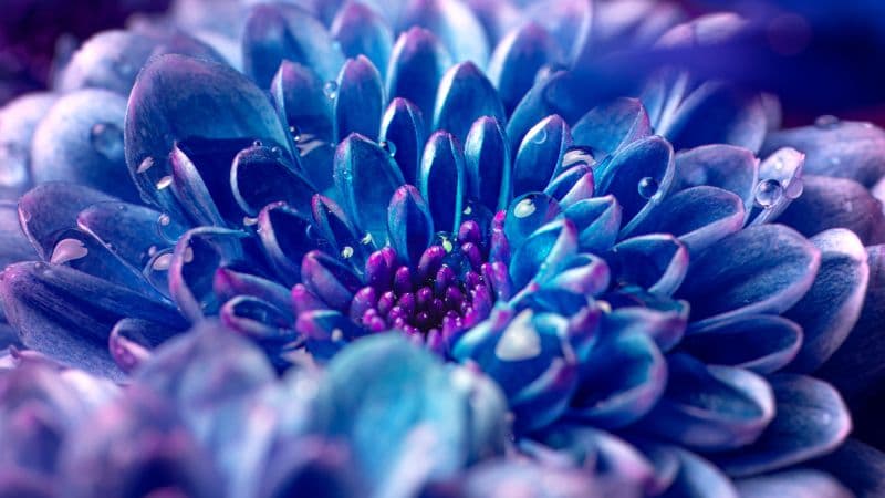 Blue flower Macro Wallpaper